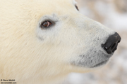 POLAR BEARS OF HUDSON BAY